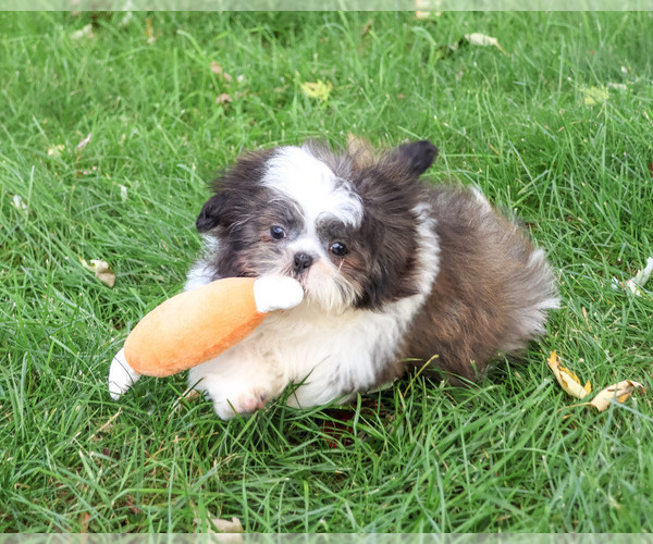 Medium Photo #1 Shih Tzu Puppy For Sale in SYRACUSE, IN, USA