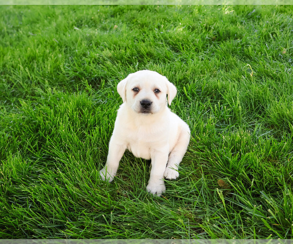 Medium Photo #16 Labrador Retriever Puppy For Sale in SYRACUSE, IN, USA