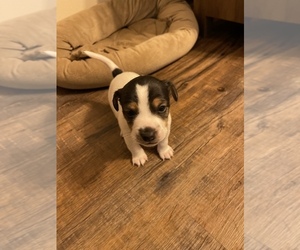 Jack Russell Terrier Puppy for sale in LYNNWOOD, WA, USA