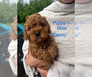 Cavapoo (Miniature) Puppy for sale in STANLEY, WI, USA