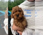 Image preview for Ad Listing. Nickname: Litter of 7