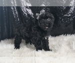 Small #4 YorkiePoo