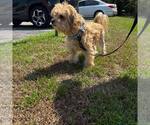 Small #1 Maltese Mix