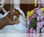 Puppy Fluffy Cavapoo