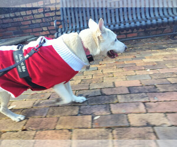 Medium Photo #2 Labrador Retriever-Unknown Mix Puppy For Sale in Sanford, FL, USA