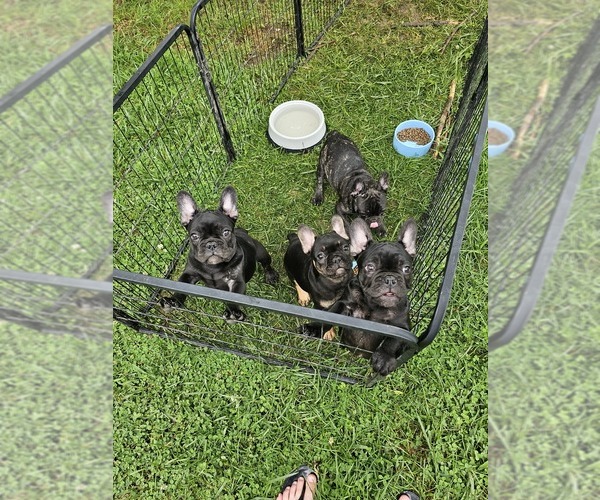 Medium Photo #2 French Bulldog Puppy For Sale in VERSAILLES, IN, USA