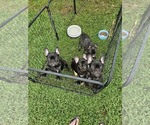 Small #1 French Bulldog