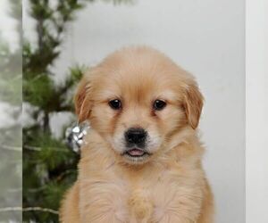 Golden Retriever Puppy for sale in NEWPORT, PA, USA