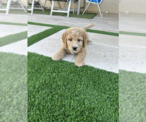 Goldendoodle Puppy for sale in GILBERT, AZ, USA