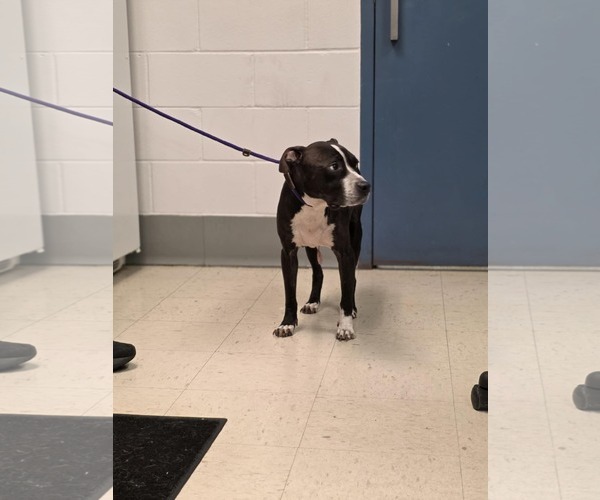Medium Photo #6 American Pit Bull Terrier-Unknown Mix Puppy For Sale in Princeton, MN, USA