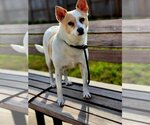 Small Photo #1 Chihuahua-Unknown Mix Puppy For Sale in Rosenberg, TX, USA