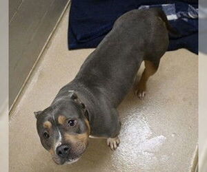 American Pit Bull Terrier Dogs for adoption in Decatur, IL, USA