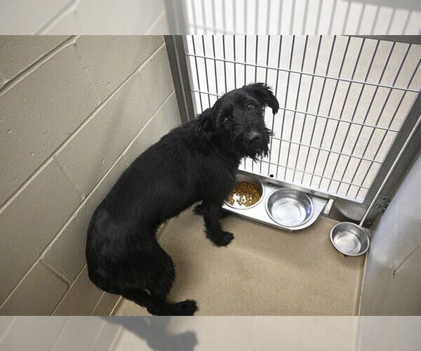 Medium Photo #1 Mutt Puppy For Sale in Decatur, IL, USA