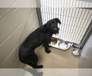 Mutt Dogs for adoption in Decatur, IL, USA