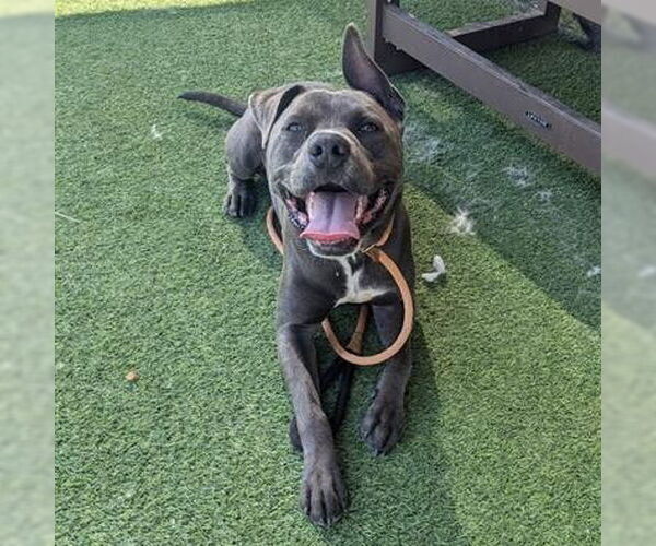 Medium Photo #2 American Pit Bull Terrier Puppy For Sale in Camarillo, CA, USA
