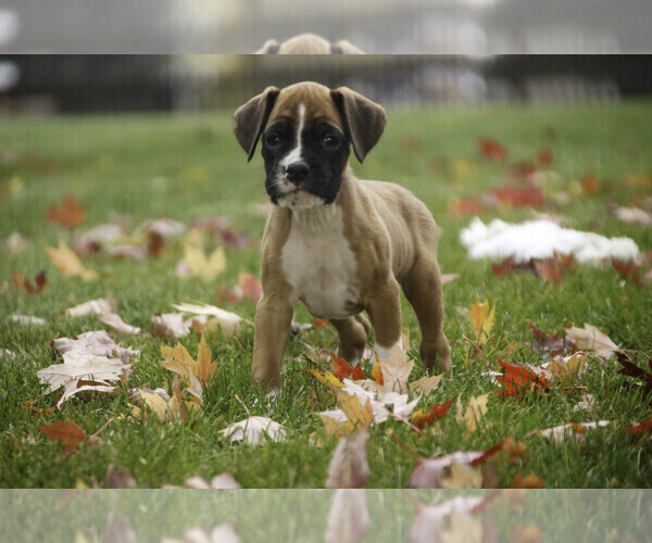 Medium Photo #8 Boxer Puppy For Sale in SHIPSHEWANA, IN, USA