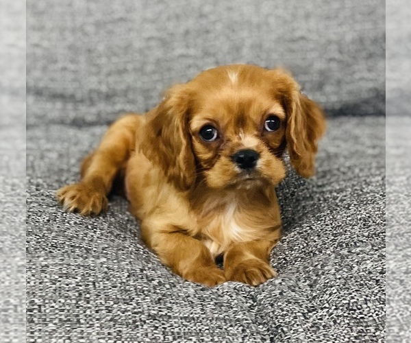 Medium Photo #1 Cavalier King Charles Spaniel Puppy For Sale in CINCINNATI, OH, USA