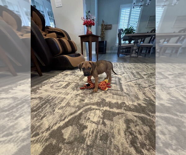 Medium Photo #3 Boxer Puppy For Sale in Austin, TX, USA