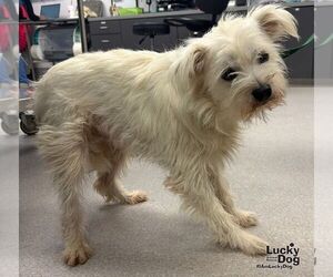 Tony - Male Mutt Dog for Adoption - Photo #2