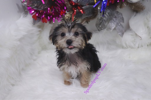 Medium Photo #5 Morkie Puppy For Sale in LAS VEGAS, NV, USA
