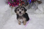 Small Photo #5 Morkie Puppy For Sale in LAS VEGAS, NV, USA