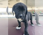 Small Photo #5 Cane Corso Puppy For Sale in KINGS MOUNTAIN, NC, USA