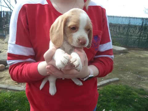 Medium Photo #1 Beagle Puppy For Sale in FRESNO, CA, USA