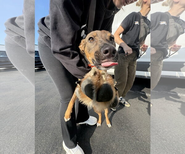 Medium Photo #4 Mutt Puppy For Sale in Bellevue, WA, USA