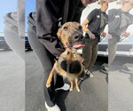 Small #3 Mutt