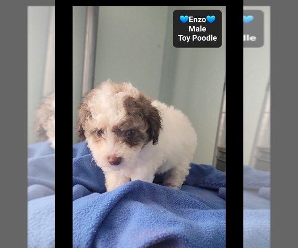Medium Photo #3 Poodle (Toy) Puppy For Sale in TUCSON, AZ, USA