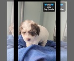 Small #2 Poodle (Toy)