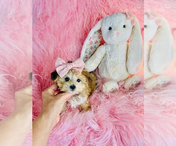 Medium Photo #4 Morkie Puppy For Sale in NEW YORK, NY, USA