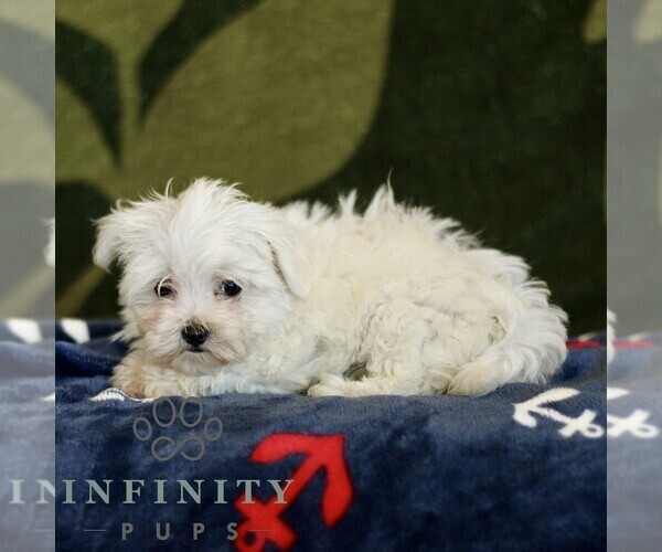 Medium Photo #2 Maltese Puppy For Sale in BIRD IN HAND, PA, USA