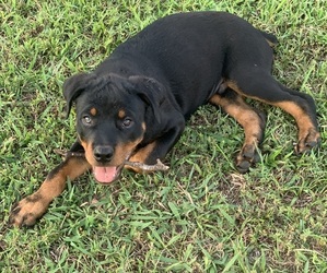 Rottweiler Litter for sale in VIAN, OK, USA