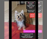 Paisley - Female Yorkshire Terrier Puppy for Sale - Small photo