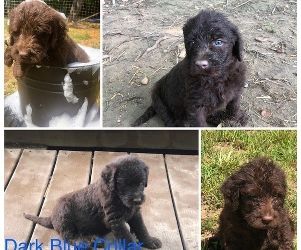Medium Photo #1 Labradoodle-Poodle (Standard) Mix Puppy For Sale in BOAZ, KY, USA