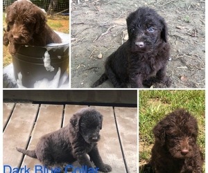 Labradoodle-Poodle (Standard) Mix Puppy for Sale in BOAZ, Kentucky USA