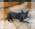 Small #2 American Staffordshire Terrier