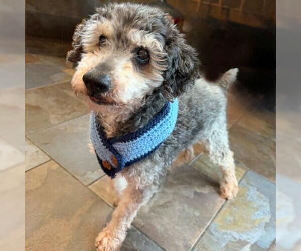 Medium Photo #6 Mutt Puppy For Sale in Arlington, VA, USA