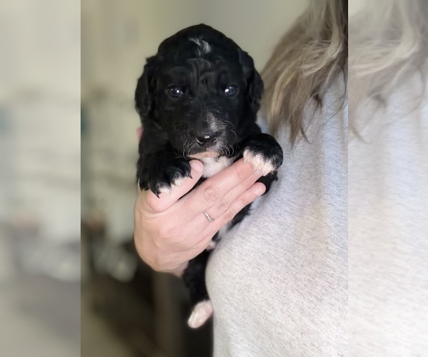 Medium Photo #9 Aussiedoodle-Bernedoodle Mix Puppy For Sale in BELTON, SC, USA