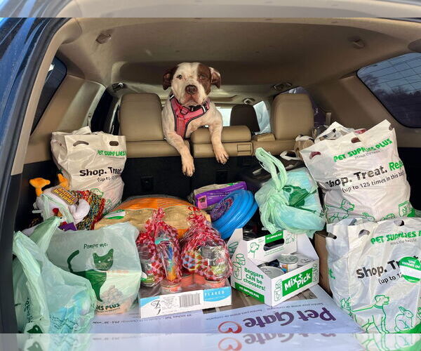 Medium Photo #10 American Pit Bull Terrier Puppy For Sale in Virginia Beach, VA, USA
