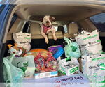 Small #9 American Pit Bull Terrier