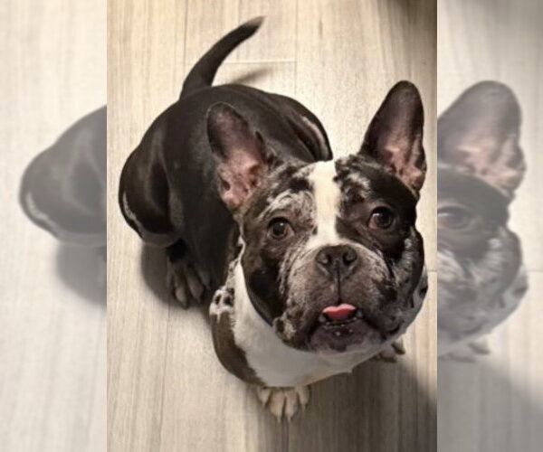 Medium Photo #1 Free-Lance Bulldog Puppy For Sale in Staten Island, NY, USA