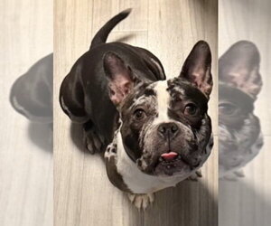 Free-Lance Bulldog Dogs for adoption in Staten Island, NY, USA