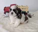 Small #13 Shih Tzu
