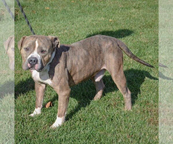 Medium Photo #7 American Bulldog-American Staffordshire Terrier Mix Puppy For Sale in Huntley, IL, USA