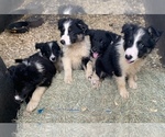 Small Photo #13 Border Collie Puppy For Sale in BLANCO, TX, USA