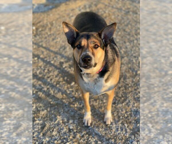 Medium Photo #4 Mutt Puppy For Sale in Evansville, IN, USA