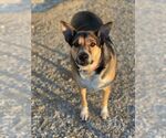 Small #3 Mutt