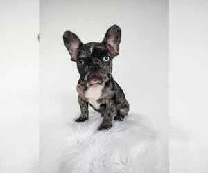 French Bulldog Puppy for sale in PASADENA, MD, USA
